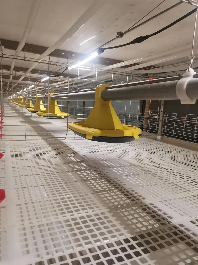 Factory Price Quality Assurance Steel Structure Poultry Farm with Equipment (XGZ-Z111)