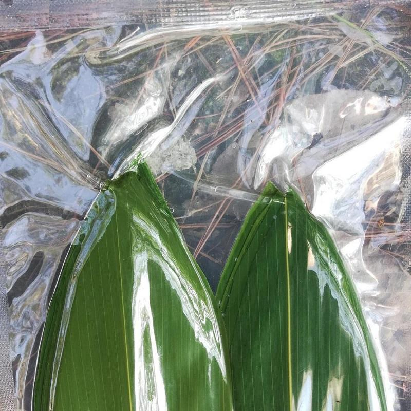 Dried Decoration Bamboo Leaves Artificial Bamboo Serving Leaves