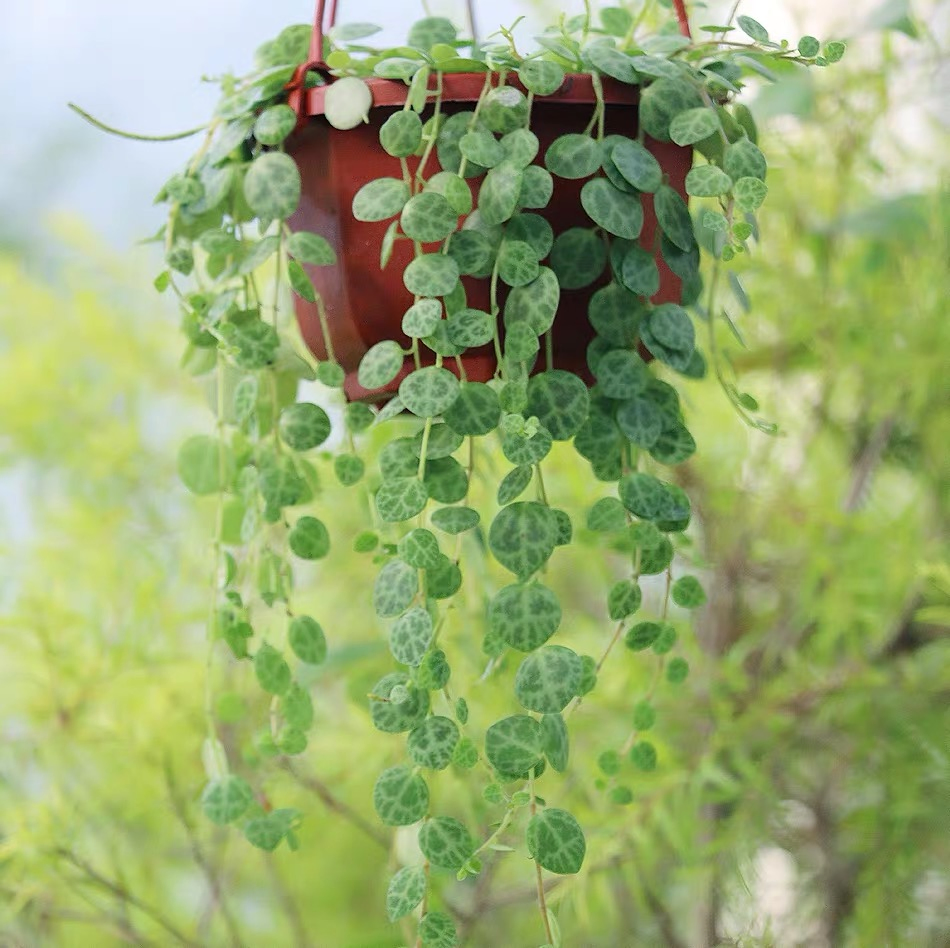 Wholesale Vine Plants Peperomia Prostrata