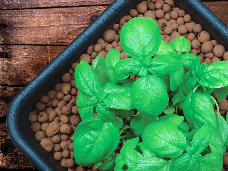 Expanded Clay Aggregate Leca Clay Balls for Aquaponic System