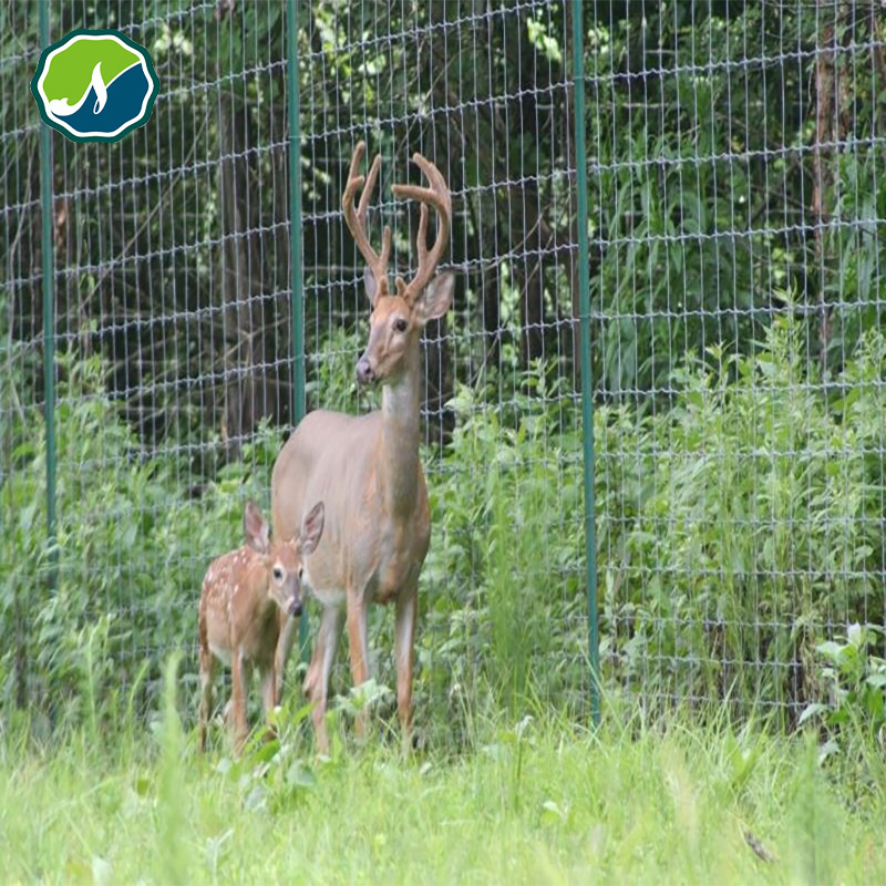 High-Tensile Fixed-Knot Fence Galvanized PVC Farm Fence/Garden/Wire Mesh/Electric/Metal/Deer/Field/Wrought Iron/Animal/Fence