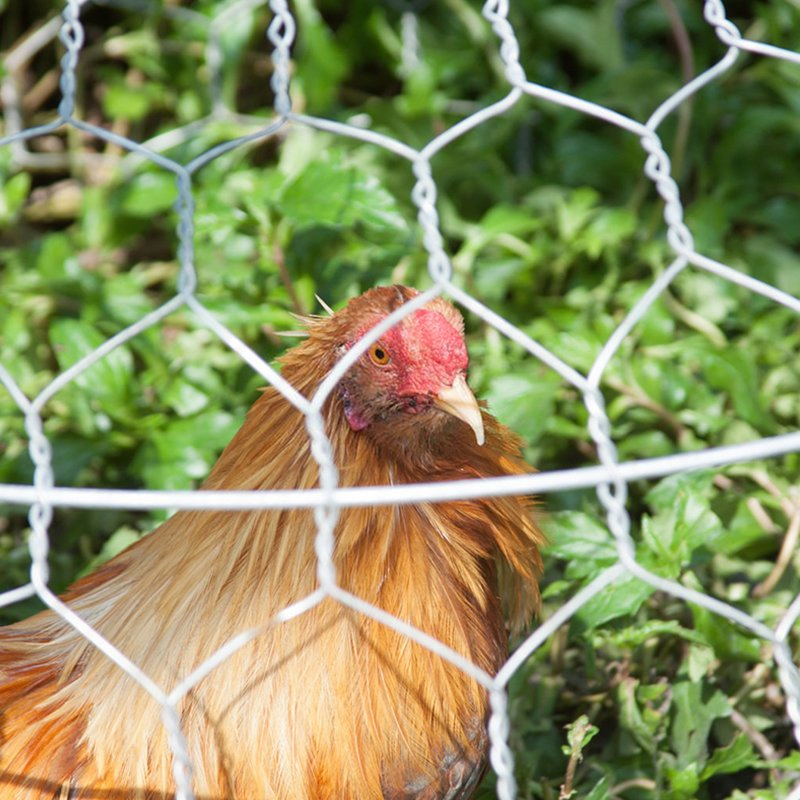 Anti-Escape Animal Livestock Metal Fence for Cattle Sheep Farm Pasture