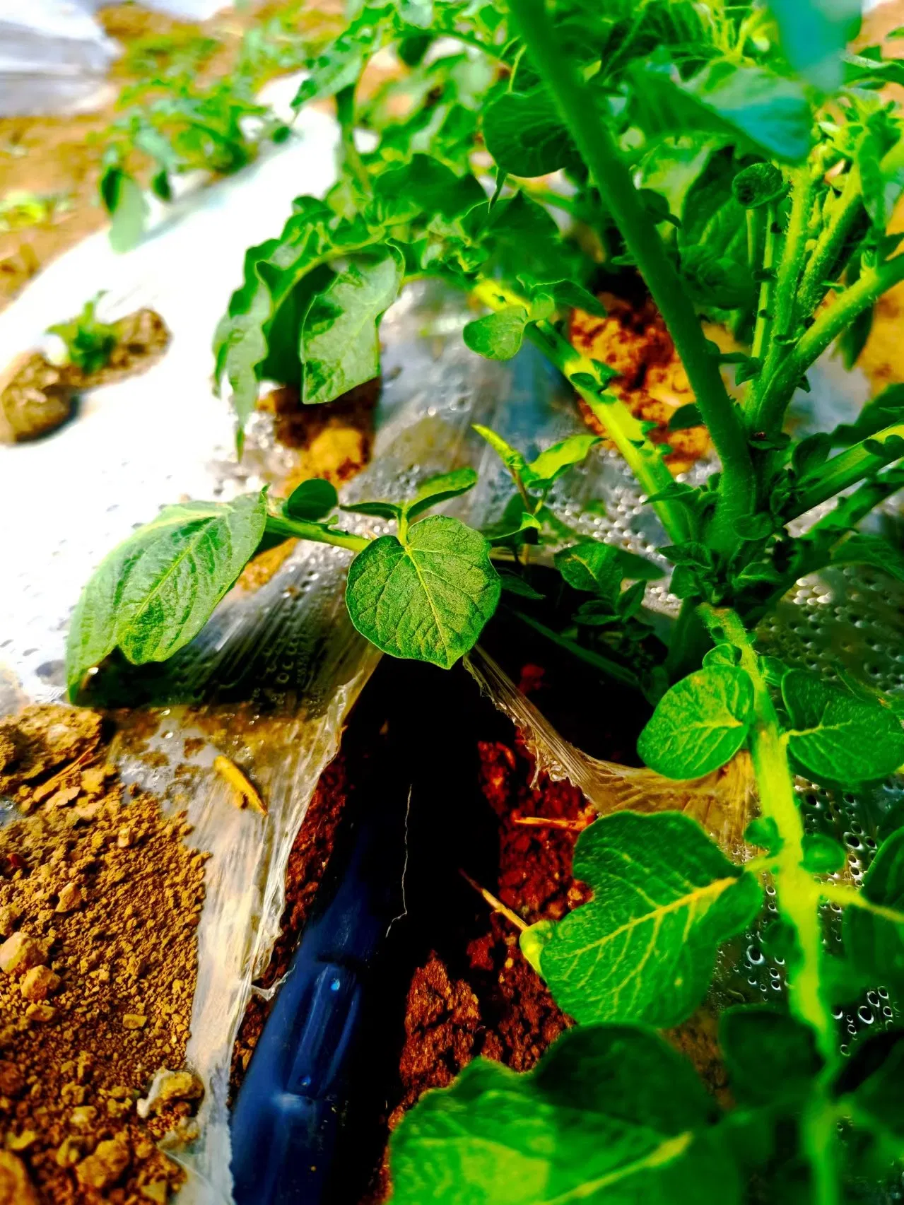 High-Performance 16mm Drip Tape for Effective Crop Irrigation