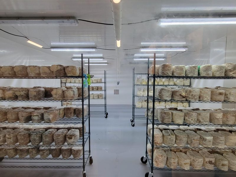Button Mushroom Farming Growing Shelf Equipment Oyster Shiitake Lions Mane Mushroom Fruiting Rack