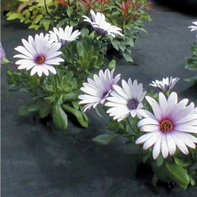 Rugged-Terrain Spunbond Weed Mat for Challenging Ground