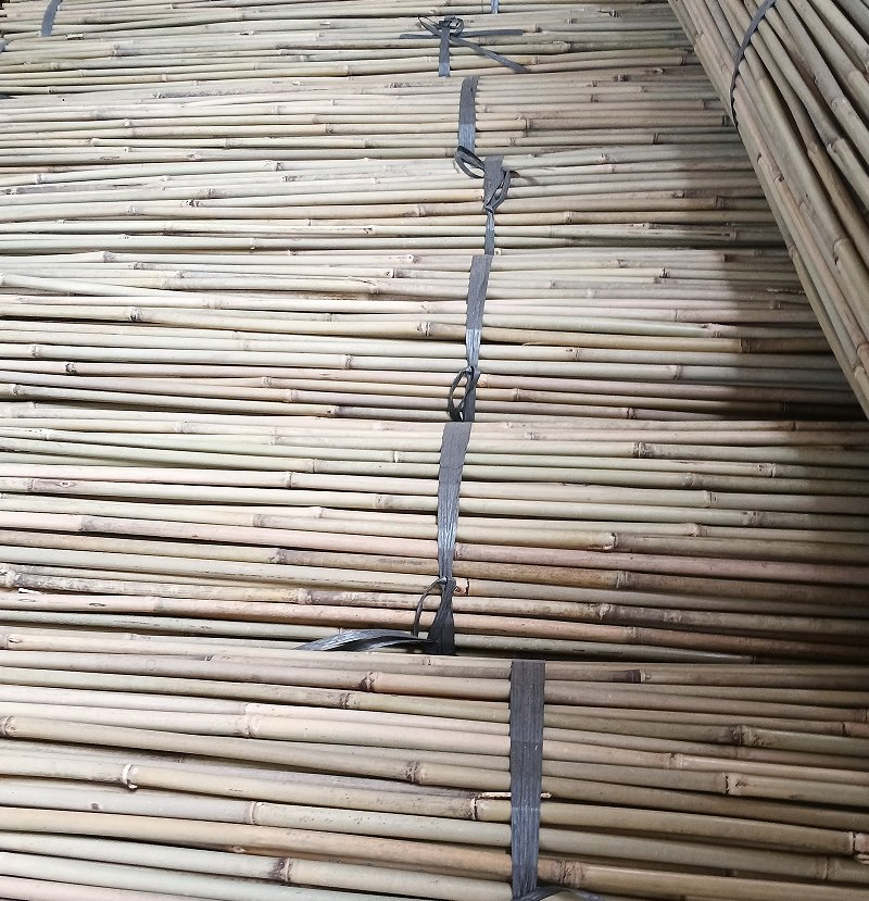 Tonkin Bamboo Is The Strongest Species of Bamboo