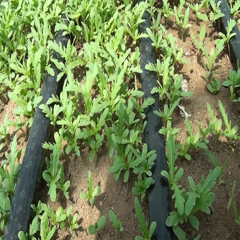 Wholesale Plastic Water-Saving Irrigation Tape Popular