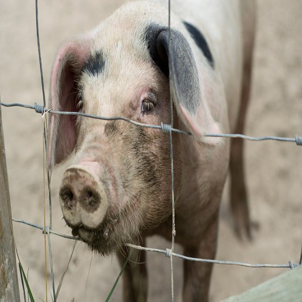 6FT 8FT Hot Dipped Galvanized Anti Corrossion Sheep and Goat Farm Fence Wire