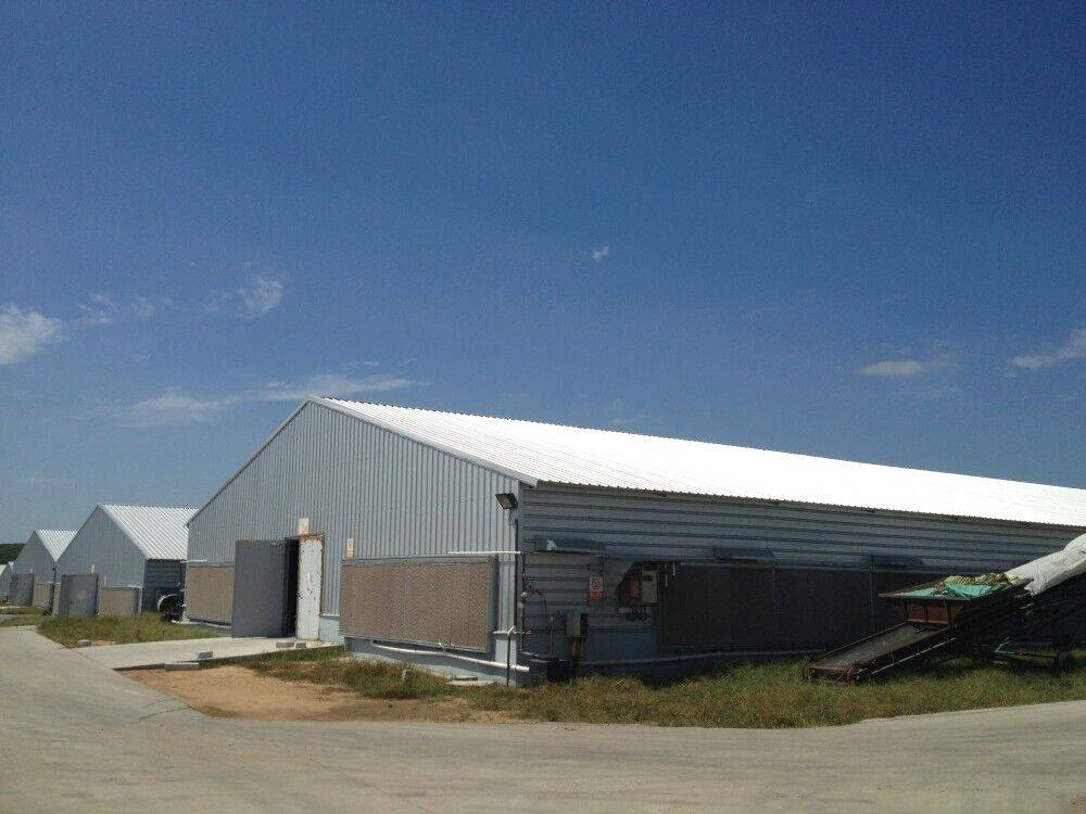 Classic Factory Designed Prefabricated Steel Structure Chicken House for Cage Feed