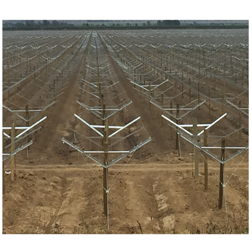 Hot Dipped Galvanized Steel Y Shape Grape Plant Pole Open Gable Vineyard Trellis Post System Metal Orchard Stake Pillars with Rustproof Coating