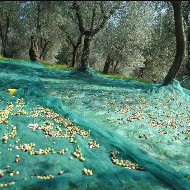 Agriculture Net Olive Harvest Collection Fruit Net Green Network HDPE+UV