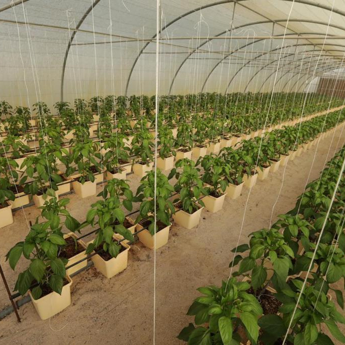 Dutch Bucket for Vegetable Tomatoes Grow Farming Dutch Bucket System