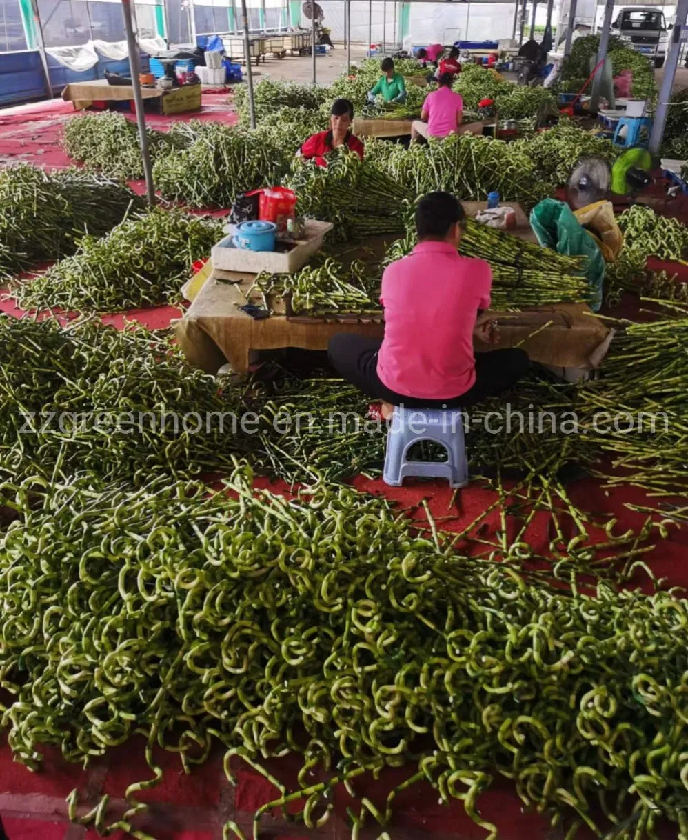 Fresh Cut Spiral Lucky Bamboo