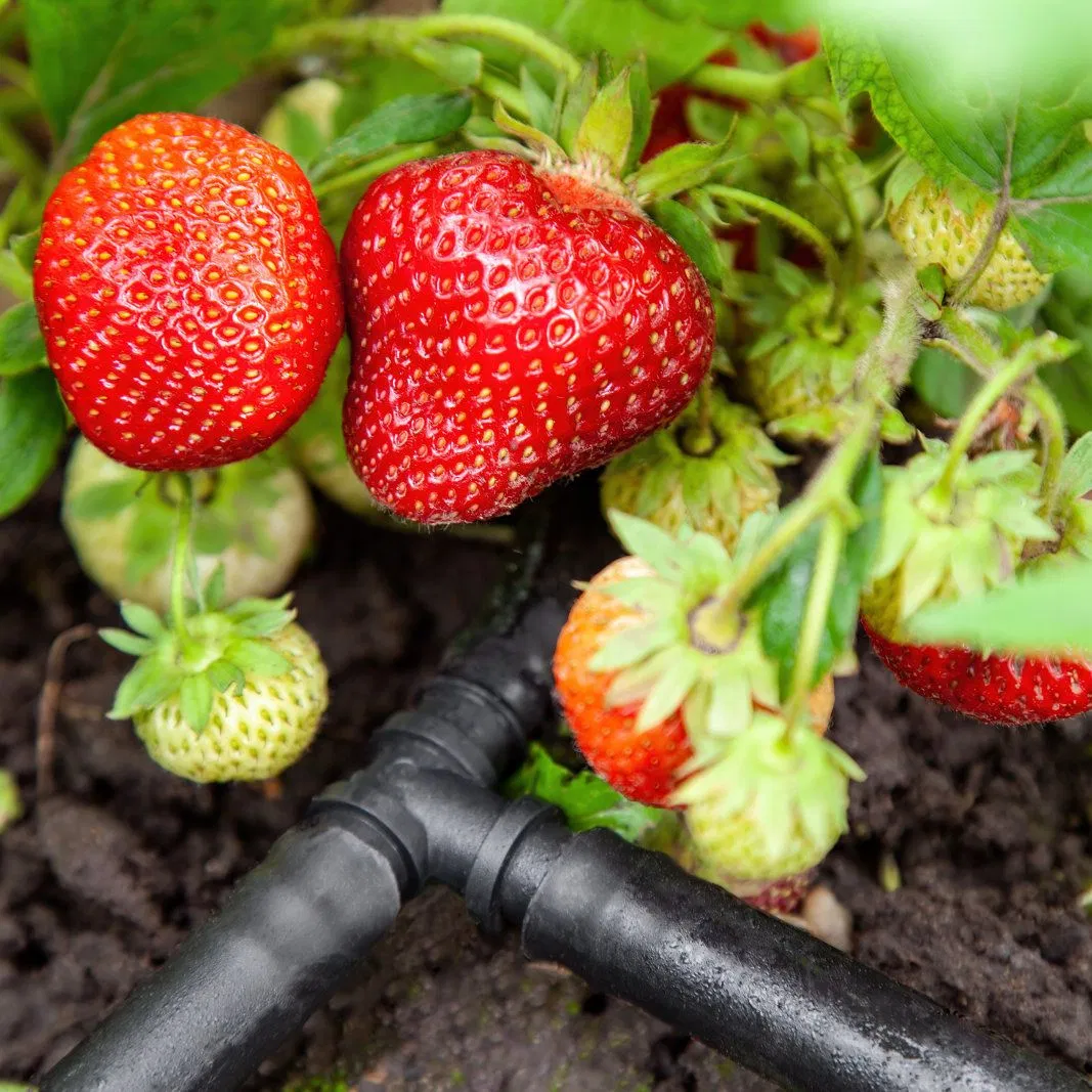 Plentrain 100% New Material Customizable 6/7/8mil Drip Irrigation Tape for Gardens