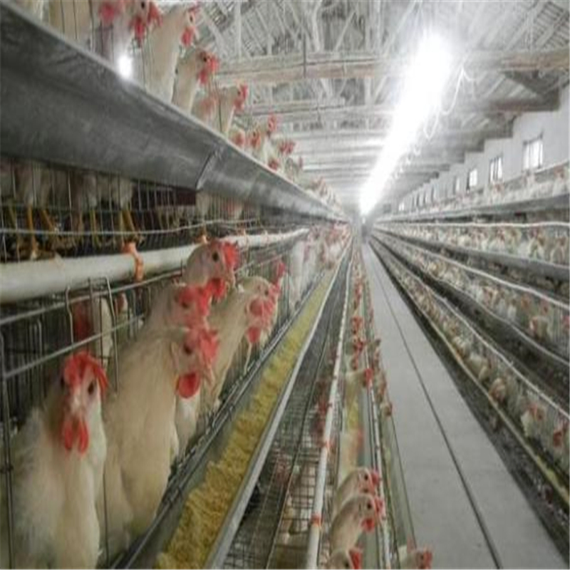 modern Layout Self Assemble Building Material Steel Structure Layer Egg Chicken Cage Broiler Poultry Farm House