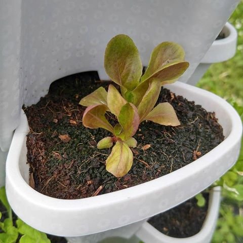 Sturdy Space Saving 4PCS Foldable Durable PP Flower/Plant Pot Portable Planter for Patio