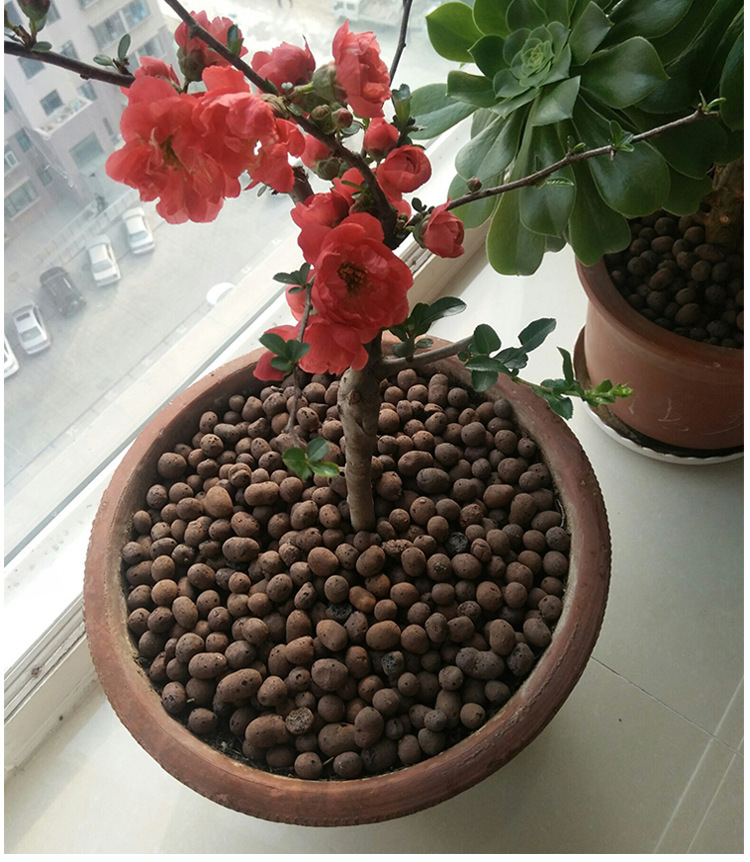 Expanded Clay Pebbles 8-12mm