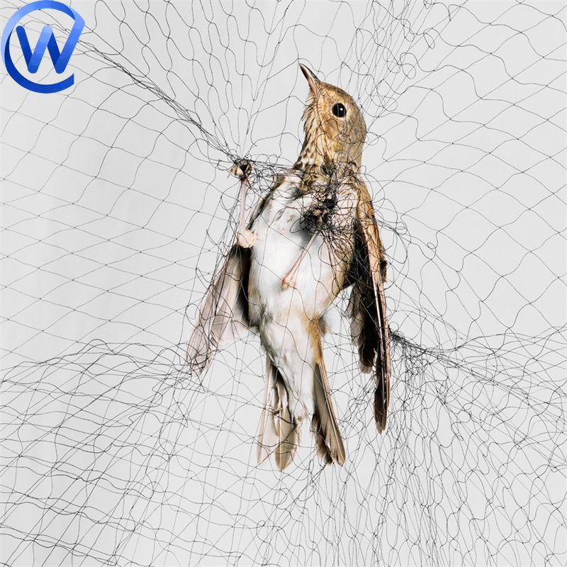 Hunt Birds Nets Catching Birds Mist Netting