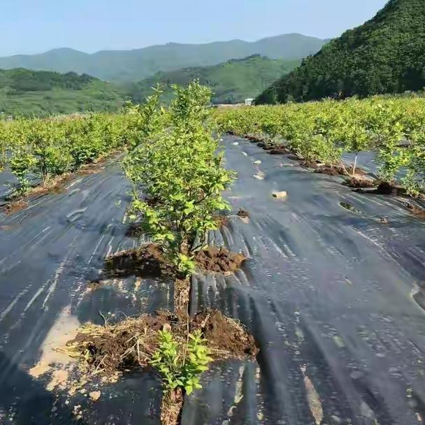 Reliable Black Geotextile for Effective Landscape Weed Control
