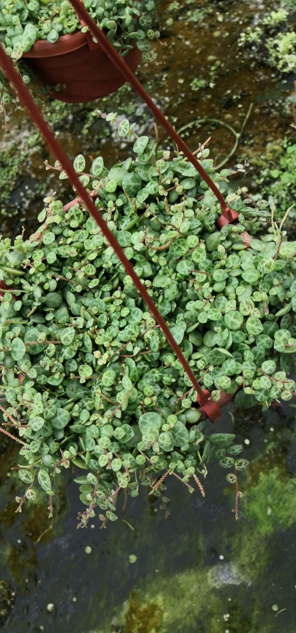 Wholesale Vine Plants Peperomia Prostrata