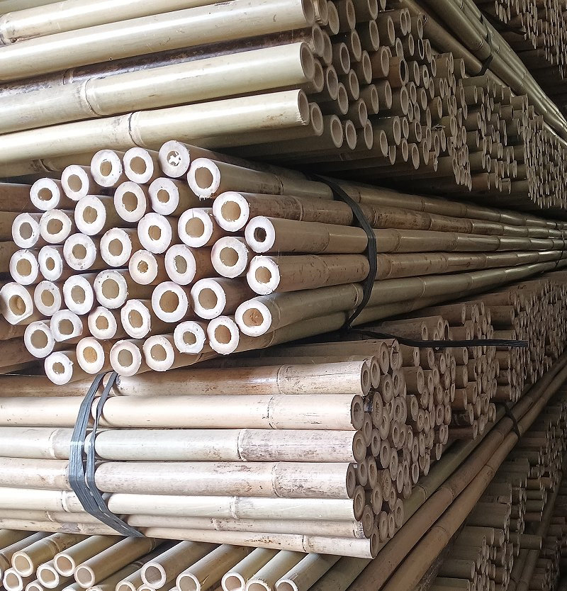 Tonkin Bamboo Is The Strongest Species of Bamboo