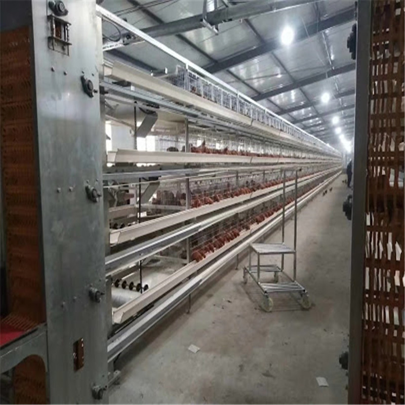 Long Span Easy Built Automatic Steel Chicken Farm Equipment