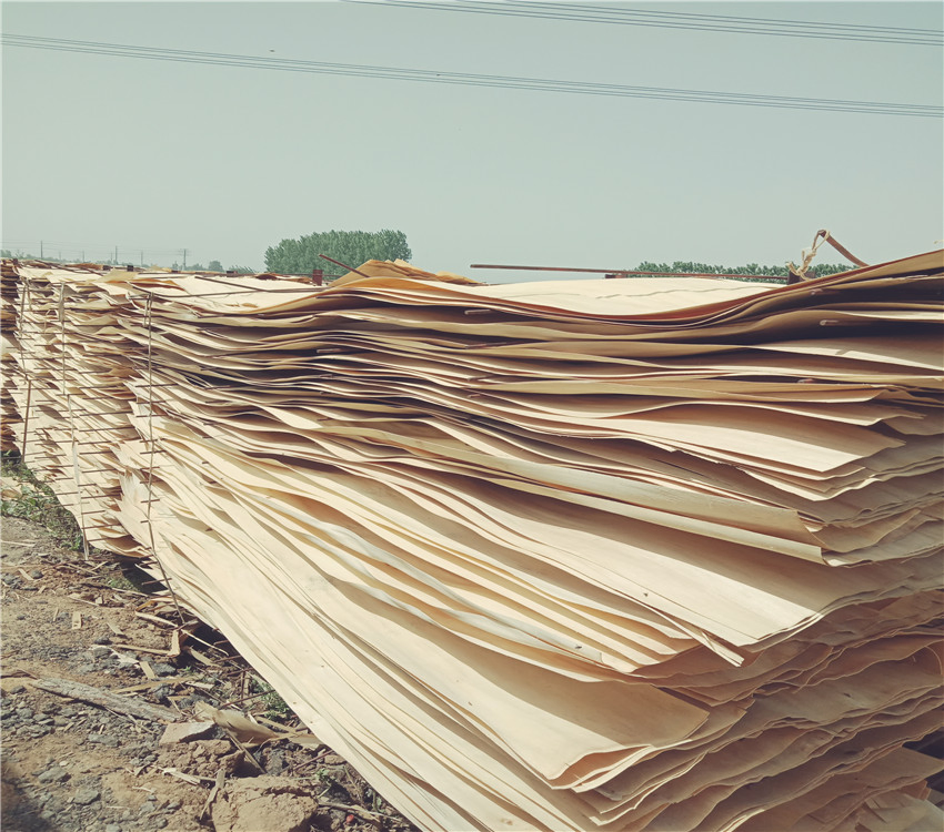 Natural Rotary Cut 2.2mm Thickness Pine Veneer for Plywood