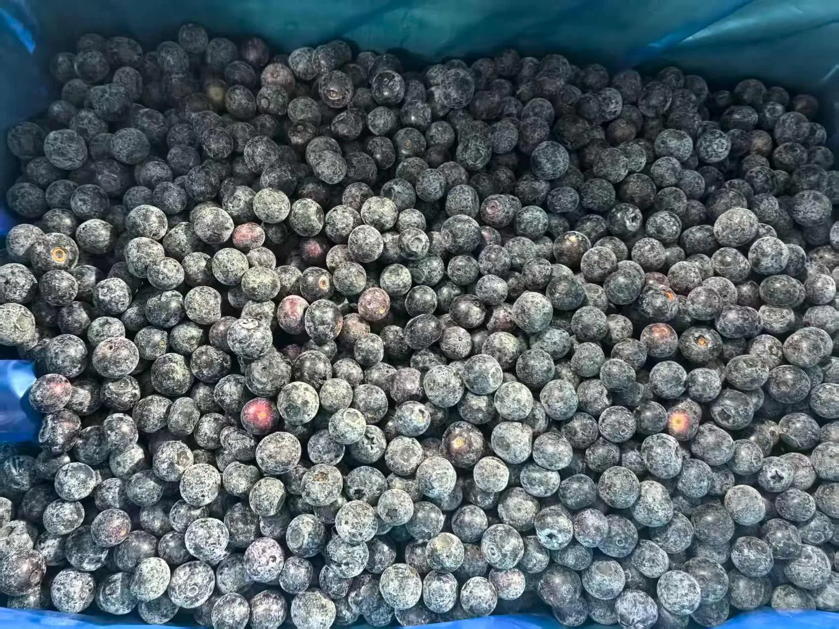 Wholesale Frozen Fruit IQF Fruit IQF Blueberry