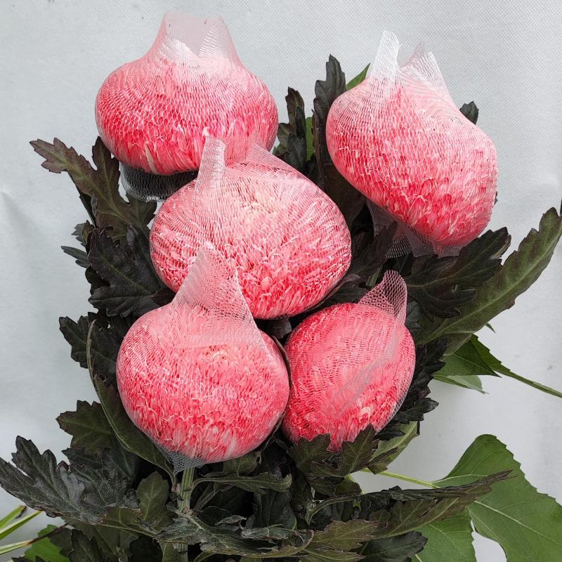 Защитные сетчатые подложки для цветов Premium Flower Export