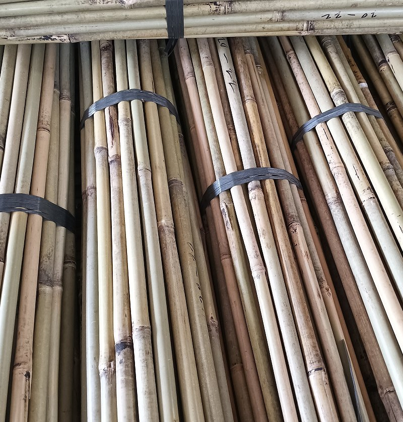 Bamboo Cane Also Called Arundinaria Amabilis Mccl