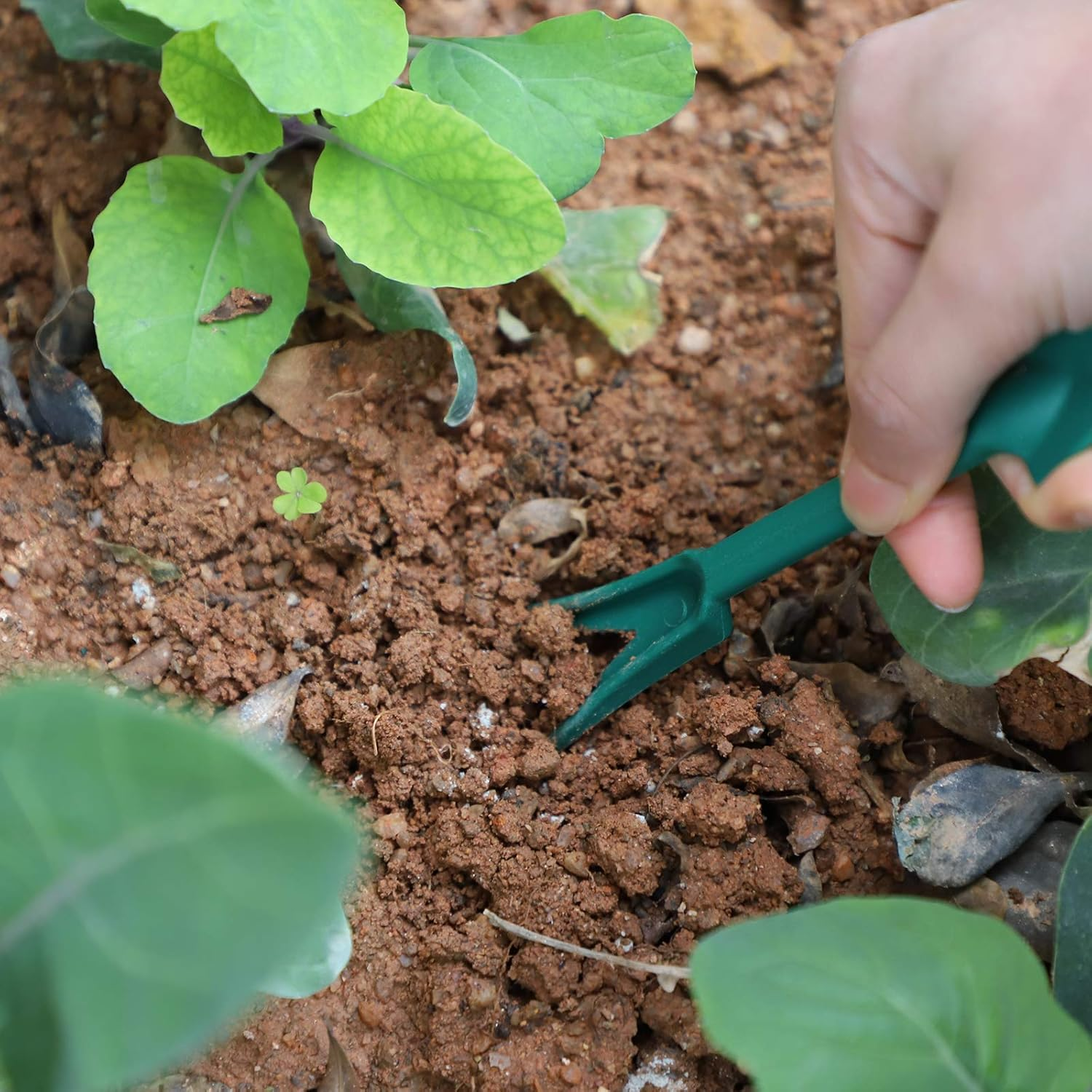 Саженцы садовые 2 штуки