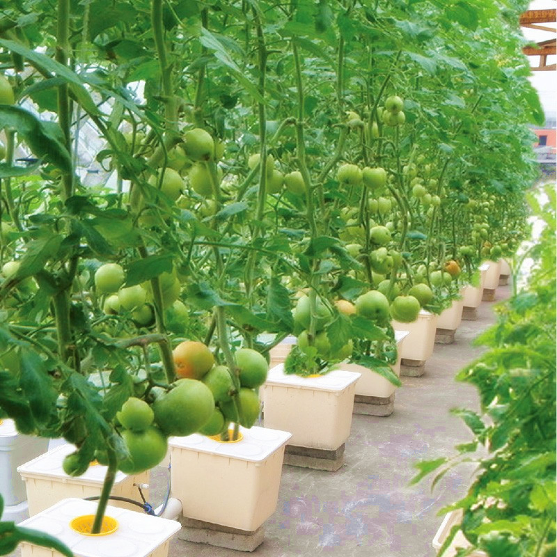 Complete Garden Hydroponic Tomato Dutch Bucket Grow System Dutch Bucket Hydroponics Growing System