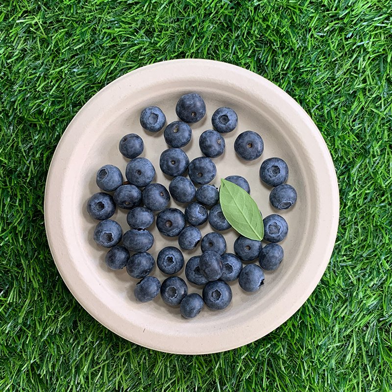 Watson Manufacturer in China Sugarcane Bagasse Disposable Biodegradable Container for Fruit Tray Packing