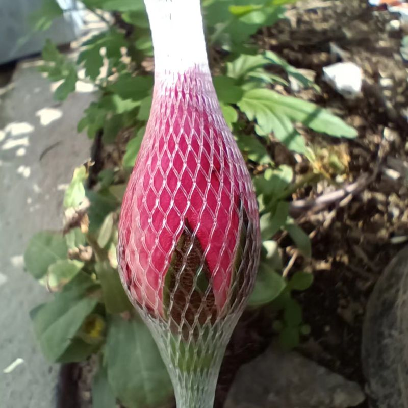 Защитная сетка для бутонов роз