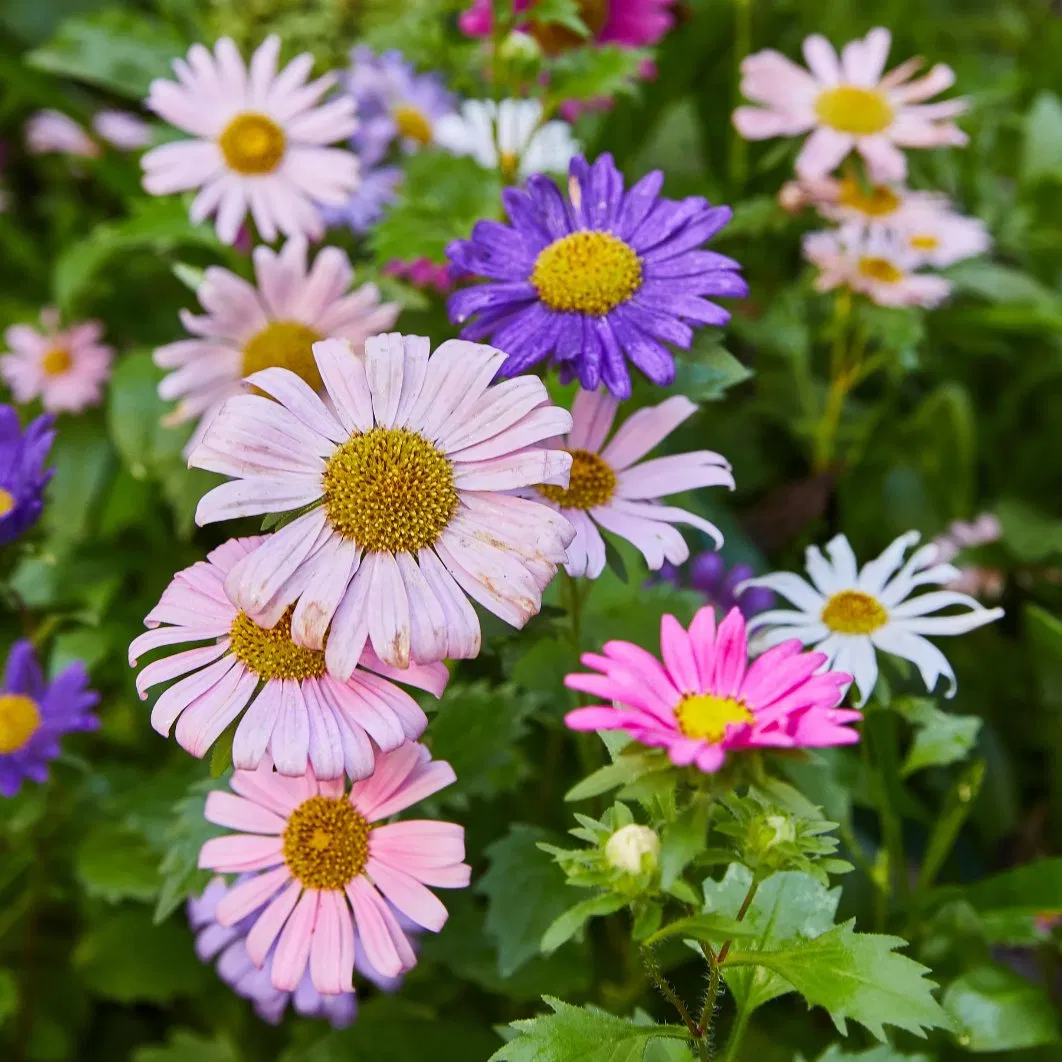 Each Bumble Bee, Butterfly and Song Bird Seed Pop Includes a Curated Selection of Perennial Wildflower Seeds, Clay, Worm-Castings and Planting Instructions.