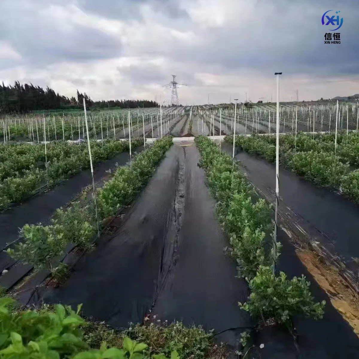 Safety Net Fence Netting Grass Laying Net for Sale