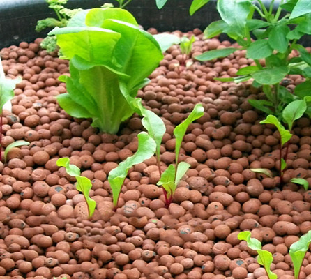 Expanded Clay Pebbles 8-12mm