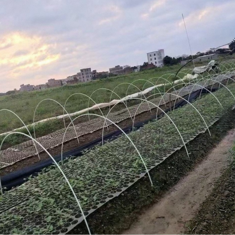 Solid Flexible Fiberglass Rod Used for Supporting Agricultural Greenhouses