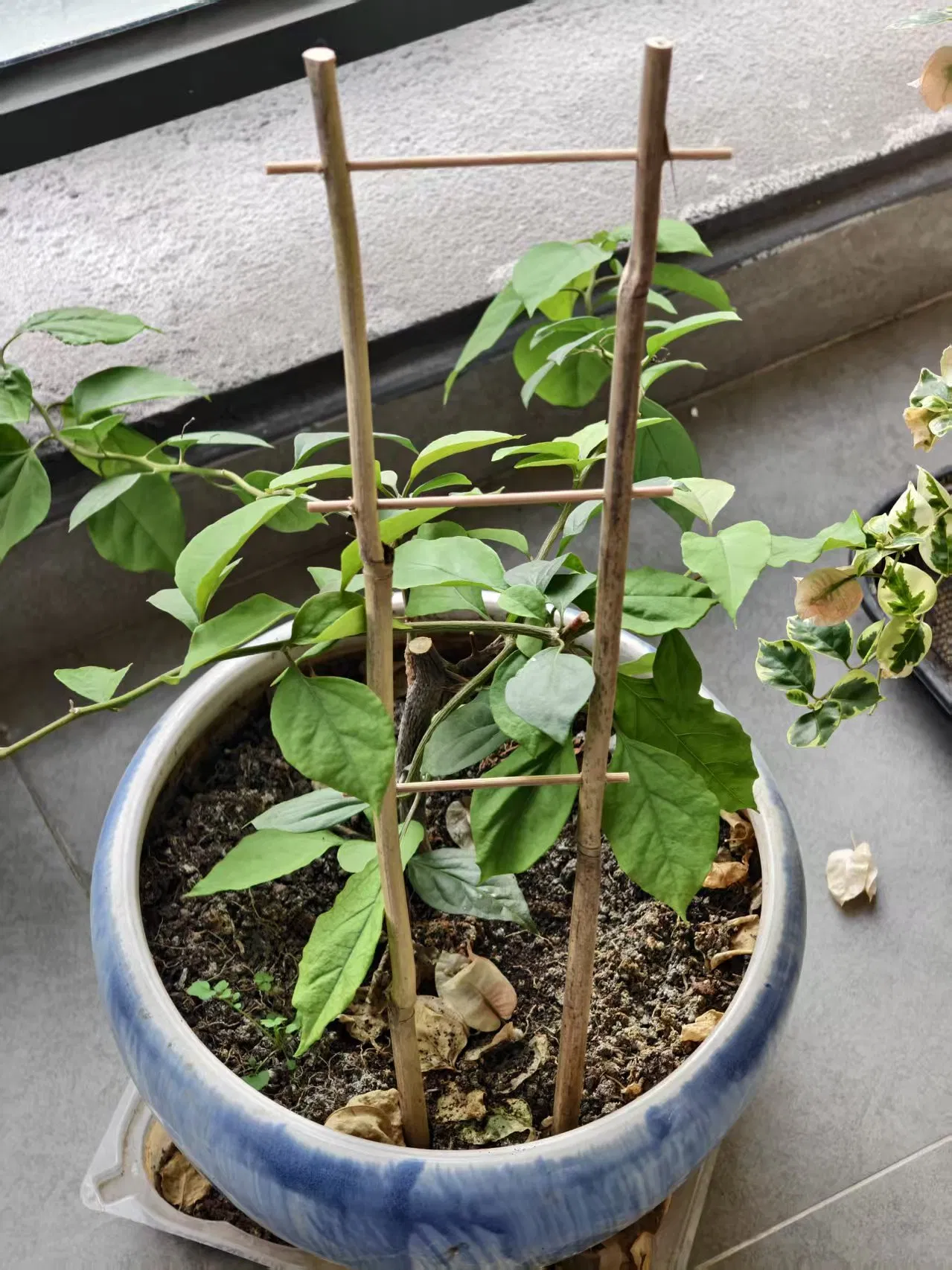 Bamboo Trellis U Bamboo Trellis Fan Trellis for Flowers Support and Growing