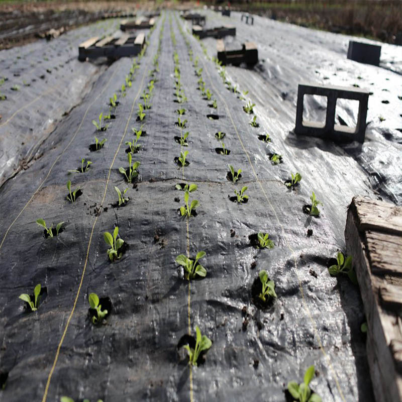 Hot Sale Weed Barrier for Agricultural Planting Landscape Fabric Weed Barrier