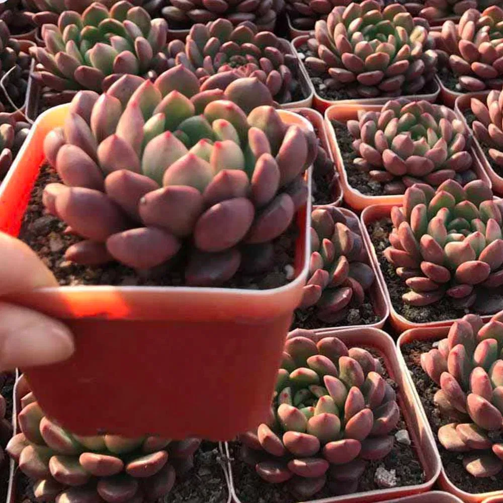 Succulent Plant Garden Live Plants Cactus Ornamental Plant Nursery