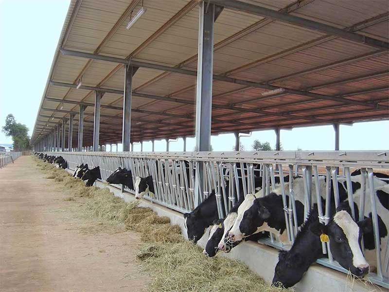 Light Steel Structure Domestic Animal House Prefabricated Poultry House Shed