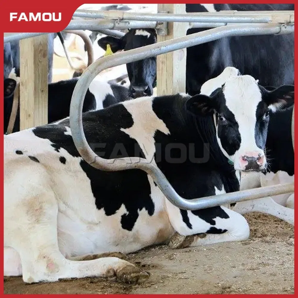 Premium Cattle Free Stall with Long-Lasting Fence Solution