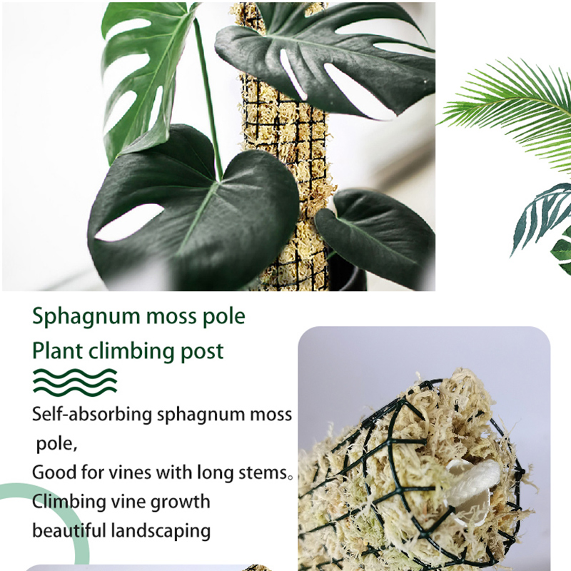 Stackable Green Sphagnum Moss Support Pole for Alocasia Tropical Climbing Plants