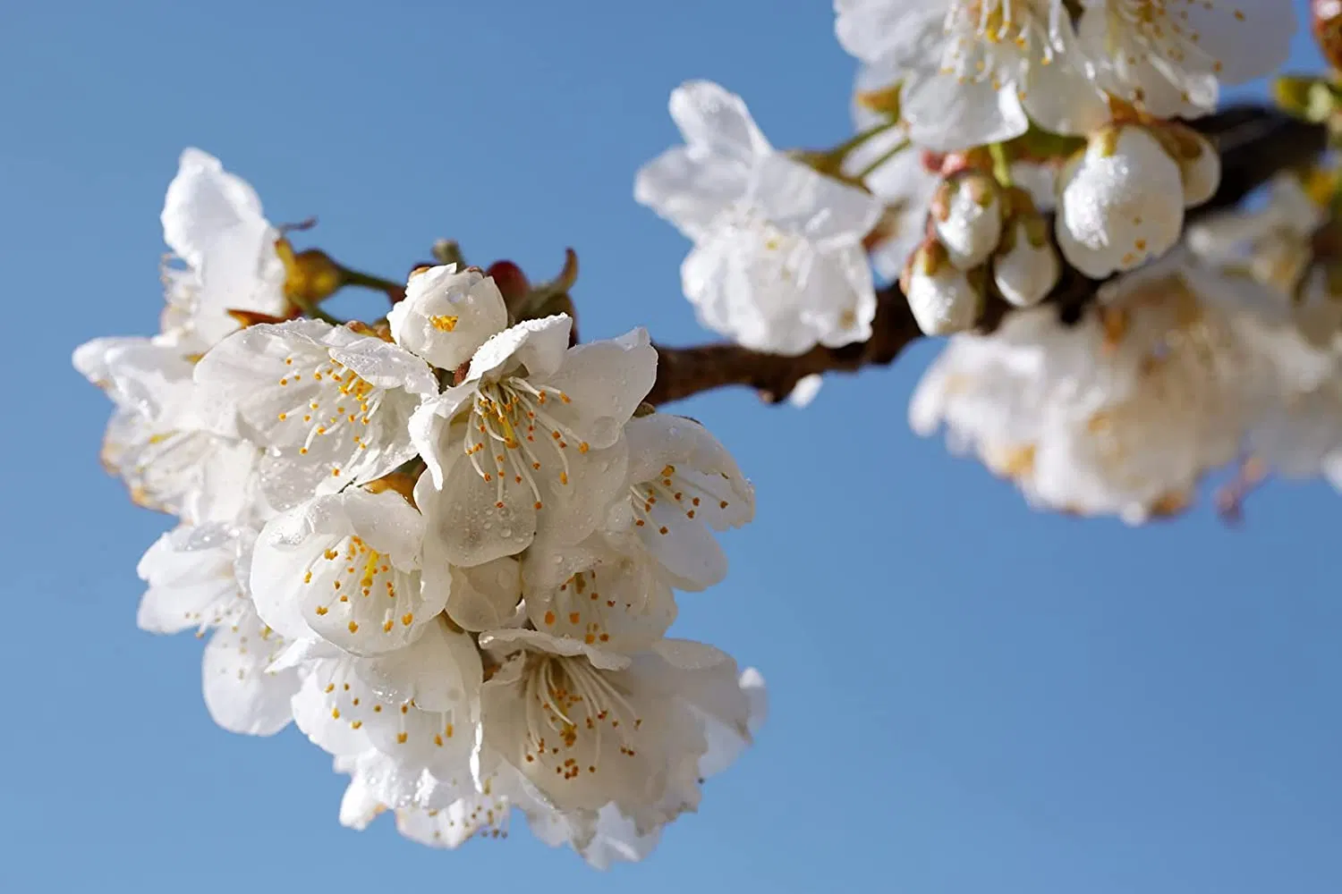 Luxurious Handmade Non-Greasy Hand Cream with Tender Fragrance