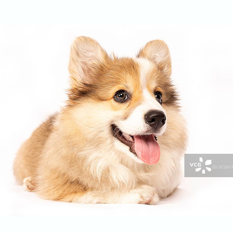 Alcohol-Free Pet Safe Wet Wipes for Home Cleaning