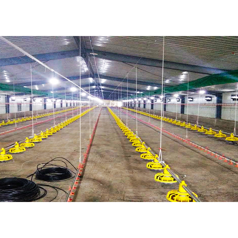 Prefab Steel Commercial Chicken Building /Fast Building Poultry Shed Construction