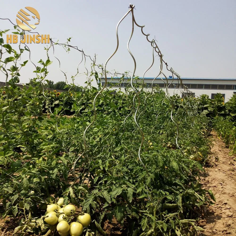 Heavy-Duty 180cm Steel Rod Spiral Support for Tomatoes