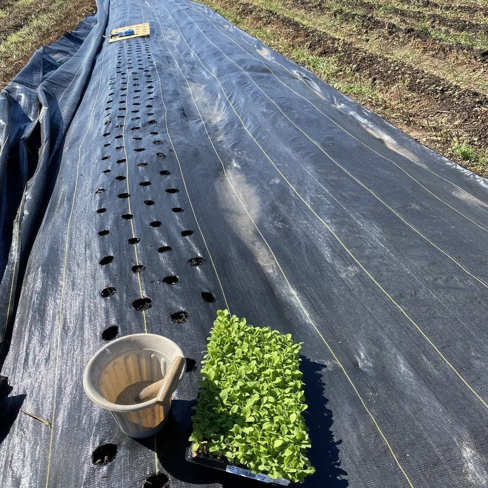PE Black Agricultural Landscape Weed Barrier Control Mat for Garden