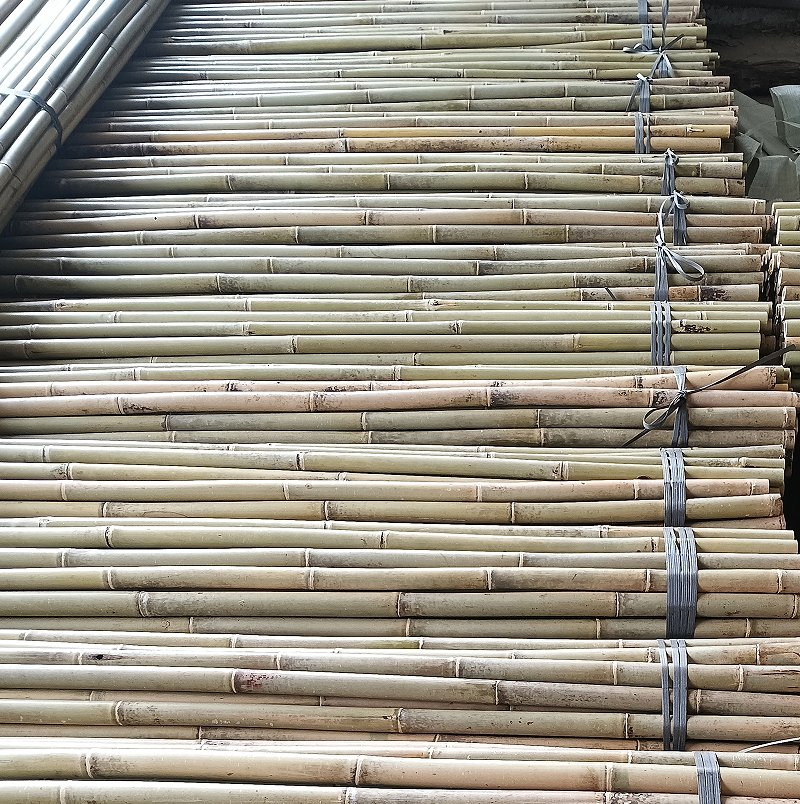 Tea Bamboo Cane Also Called Sometimes Tsinglee Bamboo Pole